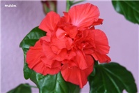 83d198e1-IMG_0193 hibiskus.jpg